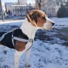 Harnais chien