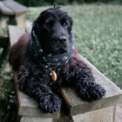 Snood Little Skully Noir