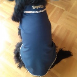 Aboyons sous la pluie