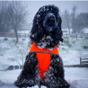 Aboyons sous la pluie