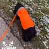 Aboyons sous la pluie