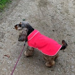 Aboyons sous la pluie