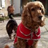 Aboyons sous la pluie
