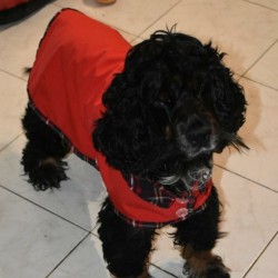 Aboyons sous la pluie