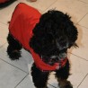 Aboyons sous la pluie