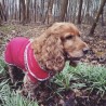 Aboyons sous la pluie