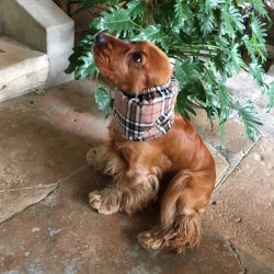Snood Classic Tartan
