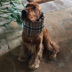 Snood Ecossais Beige