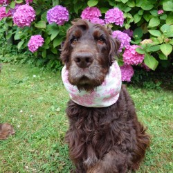 Snood Toile de Jouy Rose
