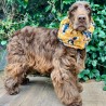 Snood Coton d'Or