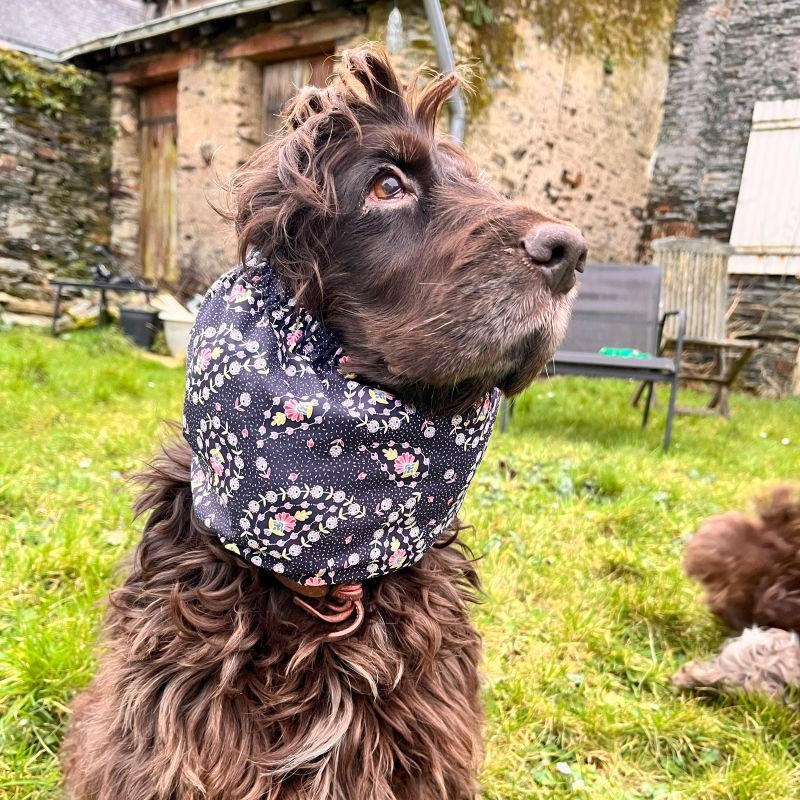 Snood Bleudana