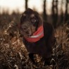 Snood chasse