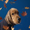 Snood Ciré Noisette