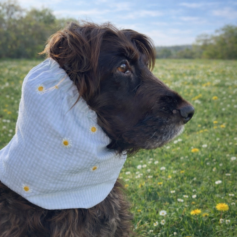 Snood pour chien en coton - motif rayé avec petites pâquerettes brodées