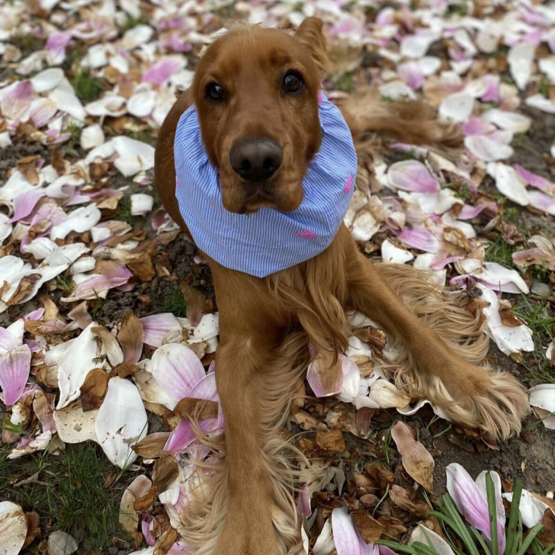 Snood pour chien en coton rayé avec cœurs