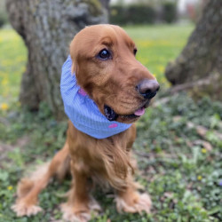 Snood pour chien en coton rayé avec cœurs