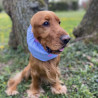 Snood pour chien en coton rayé avec cœurs