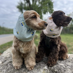 Snood pour chien en coton rayé avec citrons