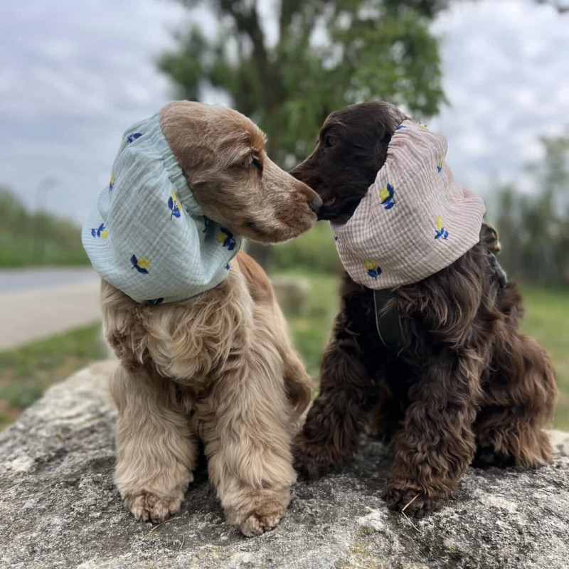 Snood pour chien en coton rayé avec citrons