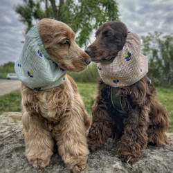 Snood pour chien en coton rayé avec citrons