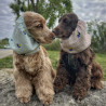 Snood pour chien en coton rayé avec citrons