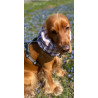 Snood coton vichy chien – spécial cocker spaniel