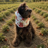 Snood coton pour chien - design unique fraises