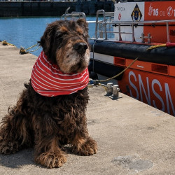 Snood coton pour chien - marinière orange SNSM