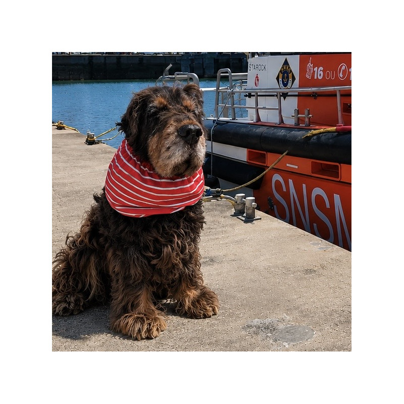 Snood coton pour chien - marinière orange SNSM