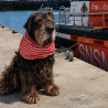 Snood coton pour chien - marinière orange SNSM