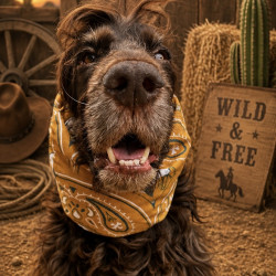 Snood Wild and Free Ocre