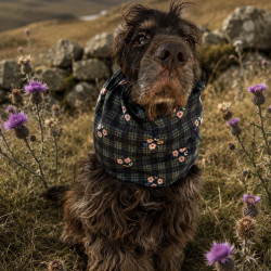 Snood Balmoral
